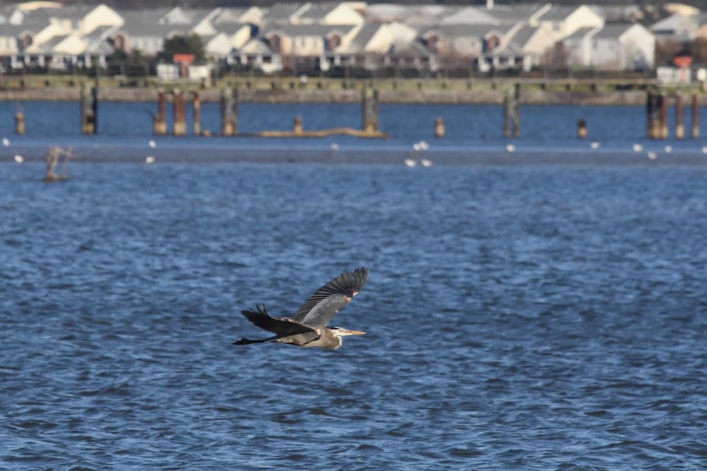 GREAT BLUE HERON