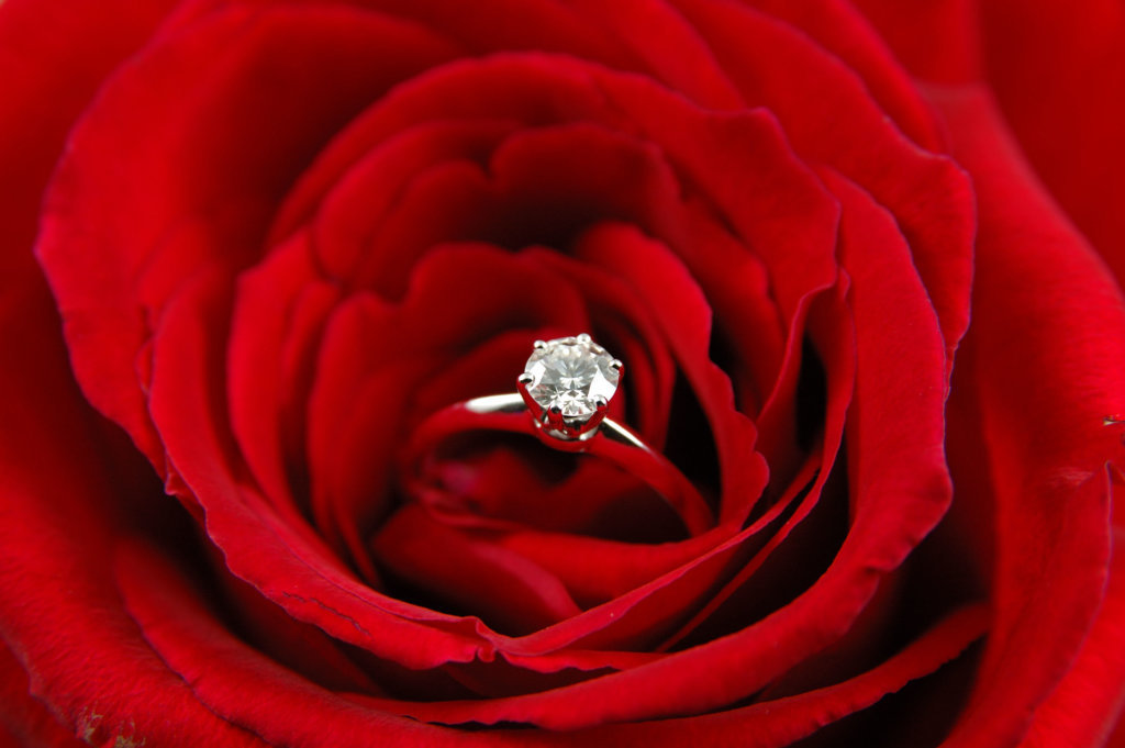 Engagement ring in red rose