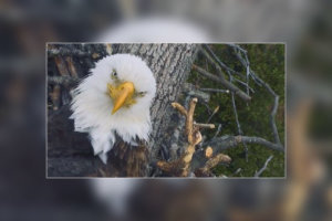 031919 eagle