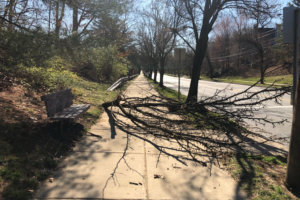 032619 tree branch