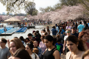 2019 3 30 Cherry Blossoms