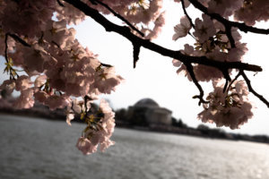 2019 3 30 Cherry Blossoms
