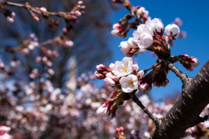 2019 3 Cherry Blossoms