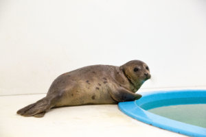Juvenile harp seal named Sally Ride in National Aquarium Animal Rescue | February 22,