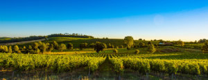 Sunset landscape bordeaux wineyard france
