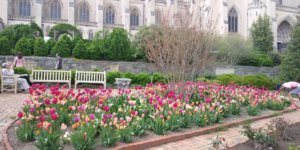 Where have all the flowers gone? Flower Mart at National Cathedral goes online