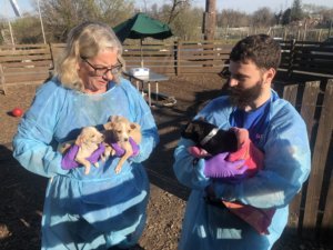 Puppies3
