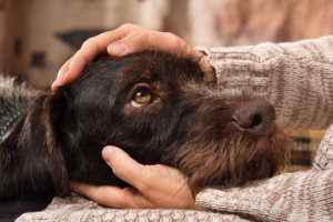 Hands of owner petting a dog