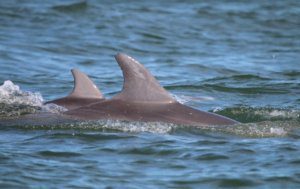 Dolphin1