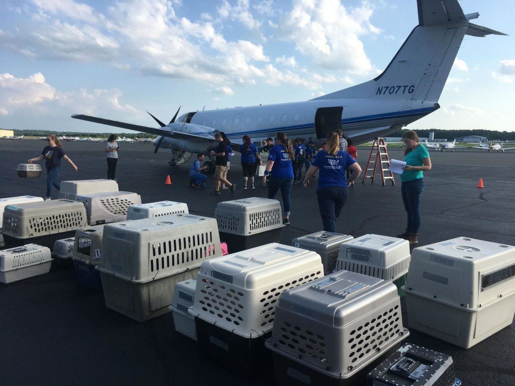 The Humane Rescue Alliance brought in 54 dogs from shelters in Louisiana ahead of Hurricane Barry. Barry made landfall on Saturday as a tropical storm.