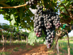Red grapes ready to be harvested at a vineyard.