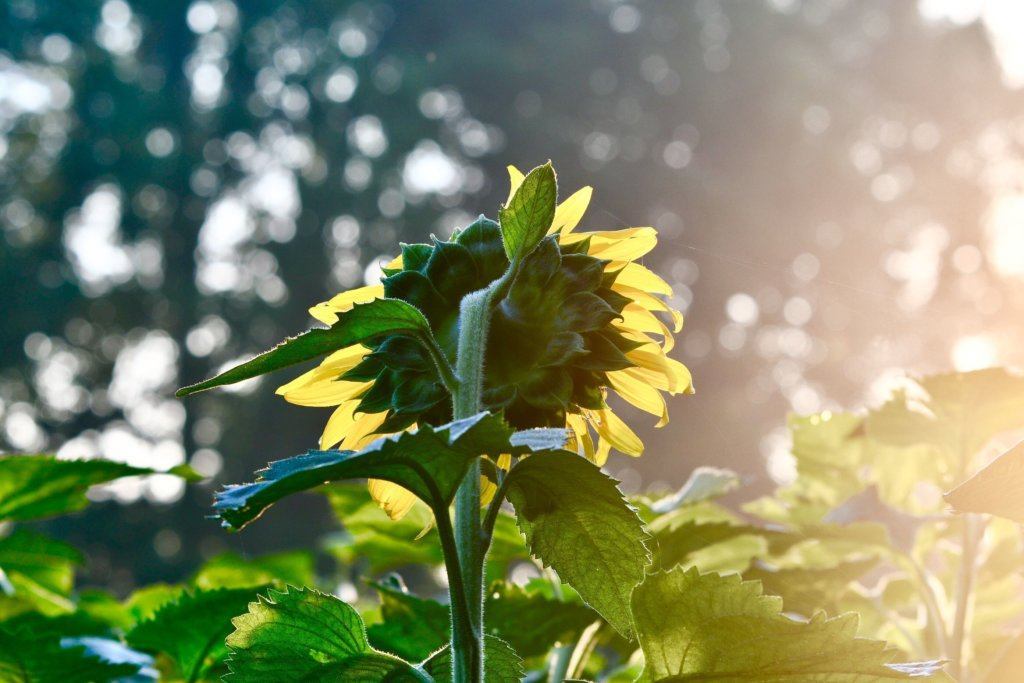 Sunlight bounces off a sunflower in a field at the McKee Beshers Wildlife Management Area on July 13, 2019.