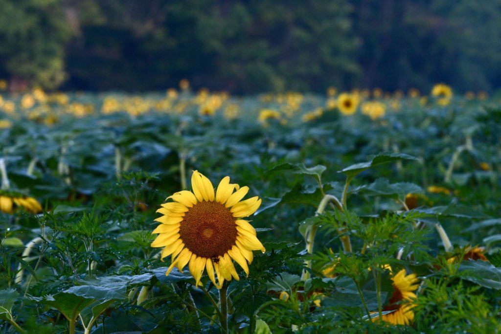 A sunflower field at the McKee Beshers Wildlife Management Area on July 13, 2019.