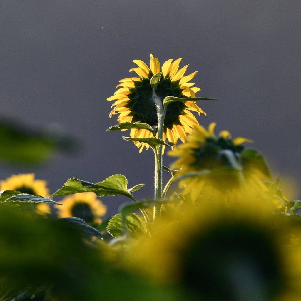 Sunflowers abound at the McKee Beshers Wildlife Management Area on July 13, 2019.