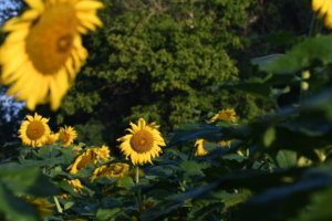 Kate Ryan sunflower McKee Beshers