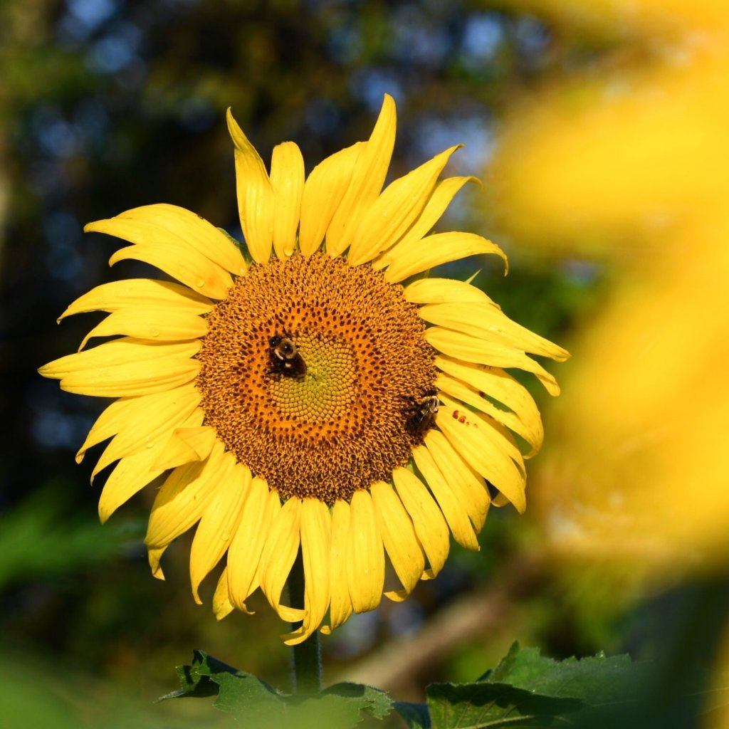 Bees on a sunflower on July 13, 2019 at the McKee Beshers Wildlife Management Area.