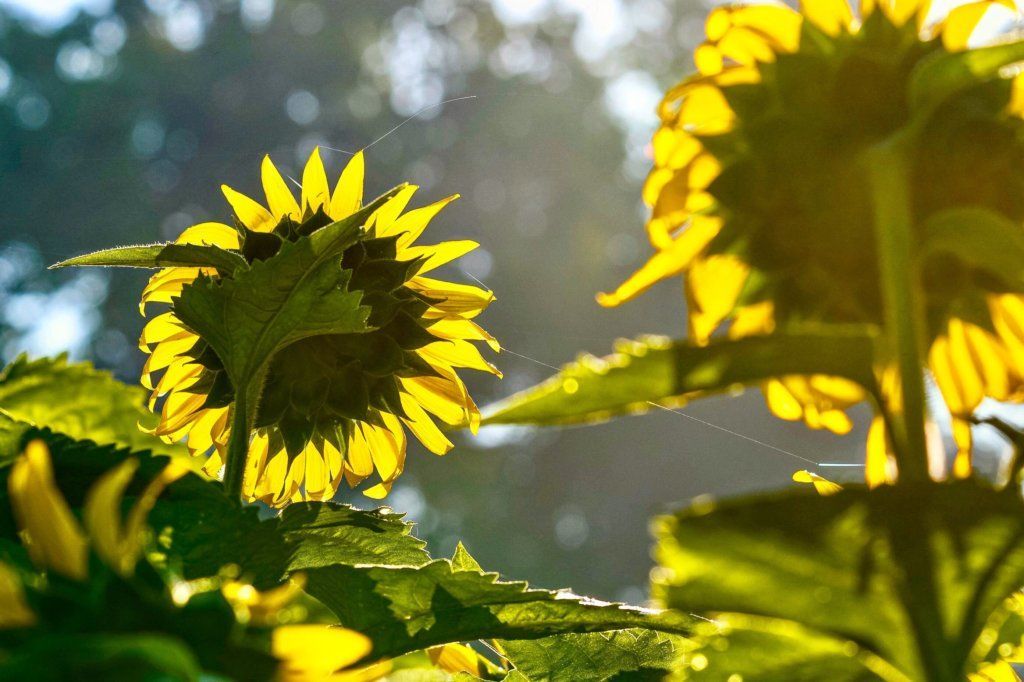 Sunlight bounces off sunflowers in a field at the McKee Beshers Wildlife Management Area on July 13, 2019.