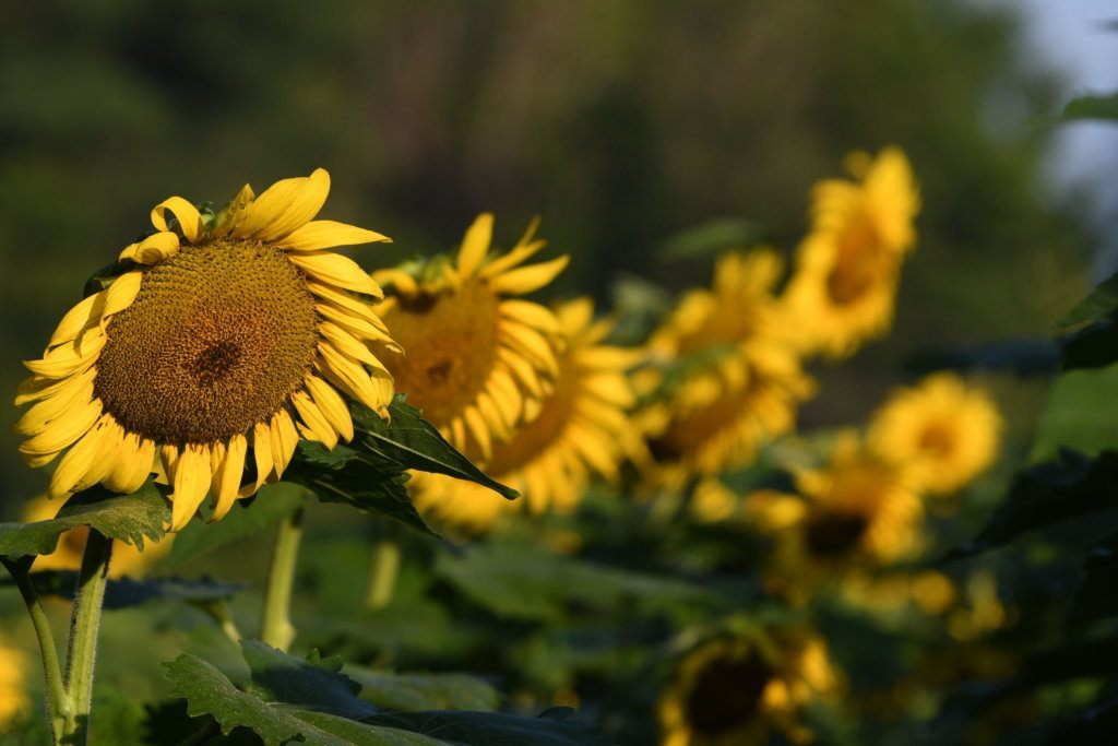 Sunflowers at the McKee Beshers Wildlife Management Area on July 13, 2019.