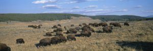 Bison Herd