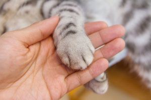 Cat's foot