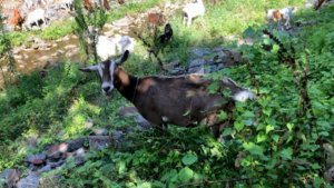 Goat leesburg