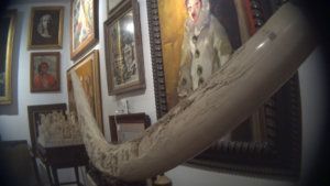 DC Ivory Investigation