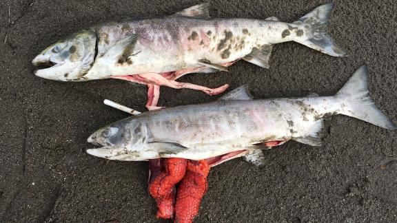 190816214322 03 alaska salmon heat deaths live video