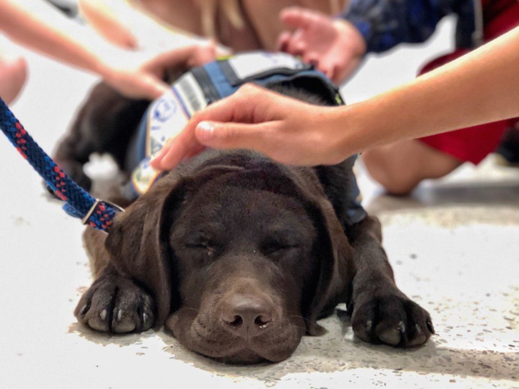 Here's Sully, taking in all the love. He's still in training, but he has nailed the calming presence requirement.