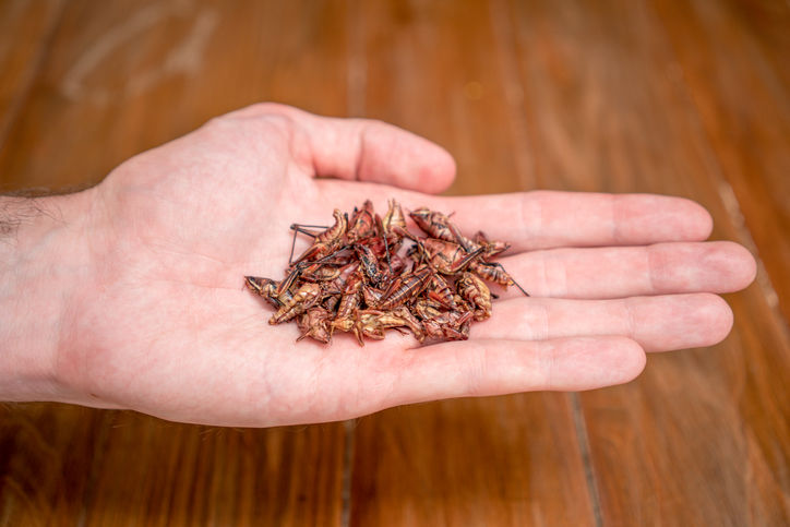 Hand, Holding Chapulines, Chili Fried Grasshoppers in Oaxaca, Mexico