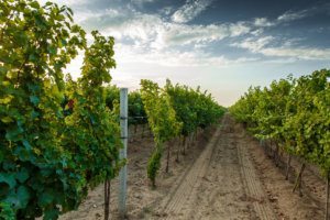 Vineyard bunch of grapes