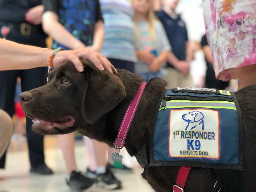 Sully is one of the new service dogs in training at the Fairfax County Police Department. He's seen here on Tuesday, Aug. 13, 2019.