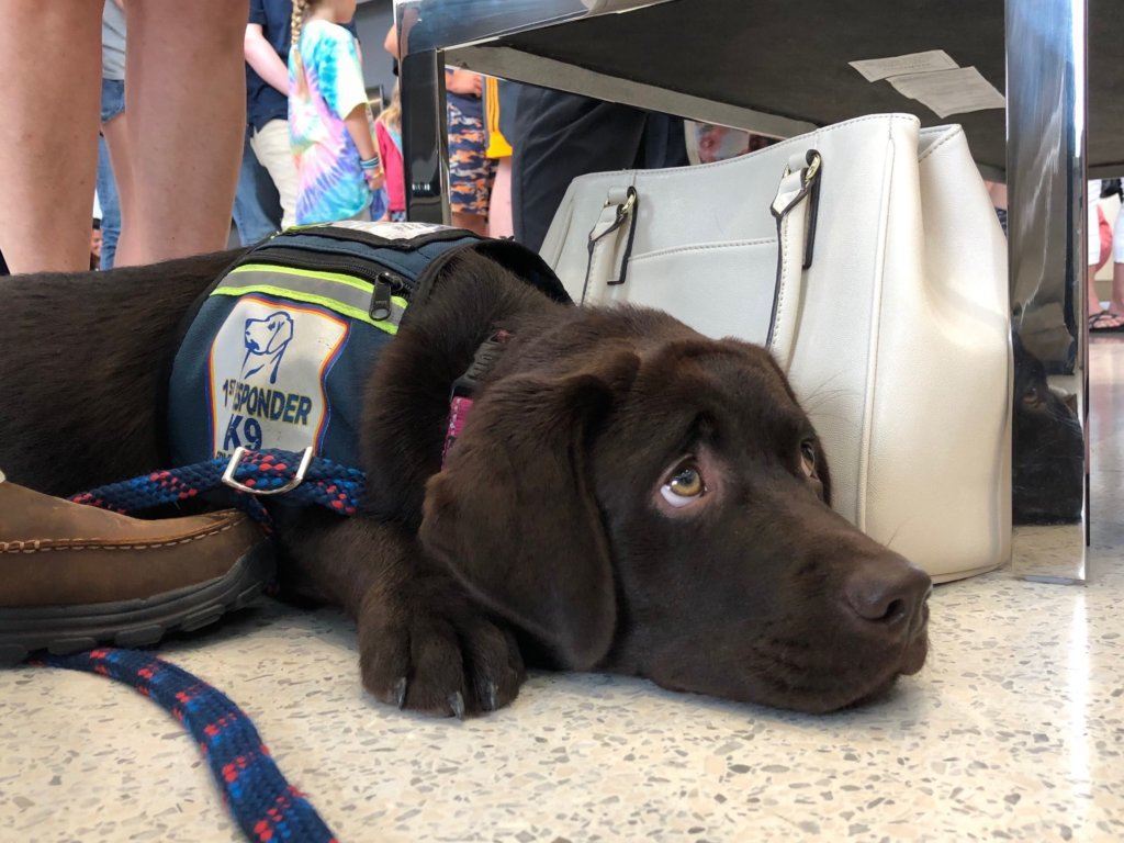Here's Sully, before the meet-and-greet on Tuesday, Aug. 13, 2019.