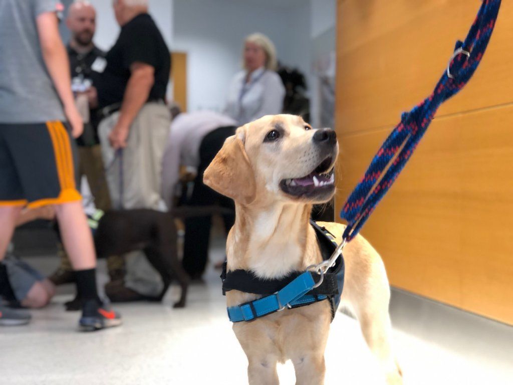 Lenny is also in training with the other specialized service dogs in the Fairfax County Police Department.