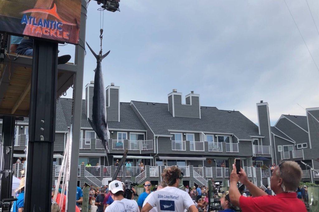 A Marlin is weighed for the competition.