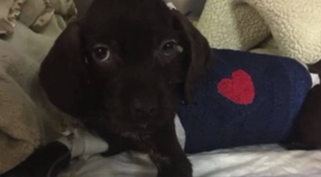 PUPPY
