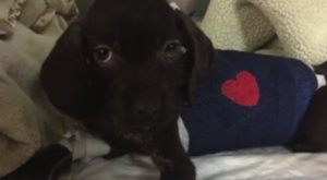 PUPPY