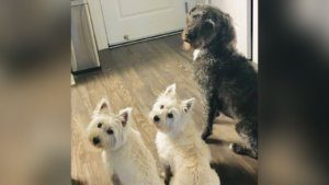 Three Dogs Died Algae