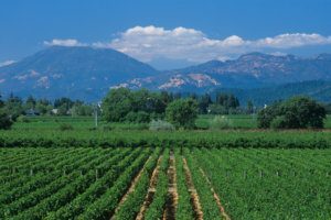 Looking Across a Vineyard Toward Calistoga