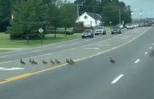 Ducks2