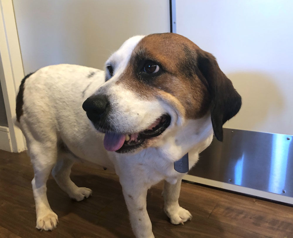 Journey was set to be euthanized in rural Virginia, but one day before her last, she was saved.