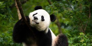 Giant Panda Bei Bei