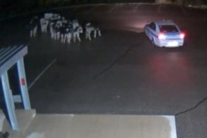 190923154306 cows visit spotted cow live video