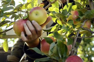 APPLE LAB