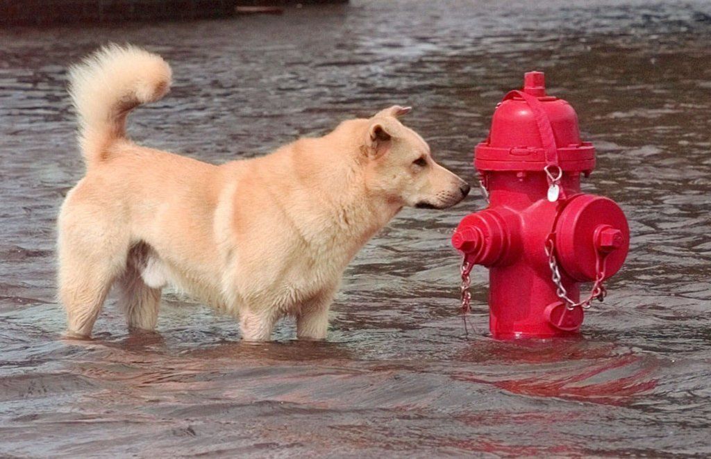 A stray dog wades through the flood waters covering Vail Lane in Greenville, N.C., to sniff out a fire hydrant Wednesday Sept. 22, 1999. Parts of Greenville flooded when the Tar River left it banks in the wake of Hurricane Floyd, that flooded communities throughout northeast North Carolina.