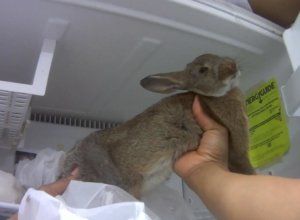 Frozen rabbit petland 5ca4f677d35c4.image