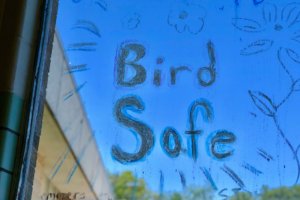 Kate ryan bird