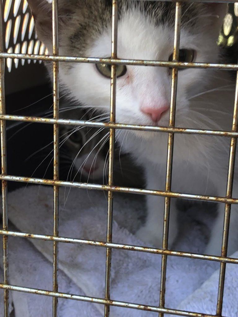Over 40 cats and dogs arrived in D.C. on Saturday after being evacuated from South Carolina following Hurricane Dorian.