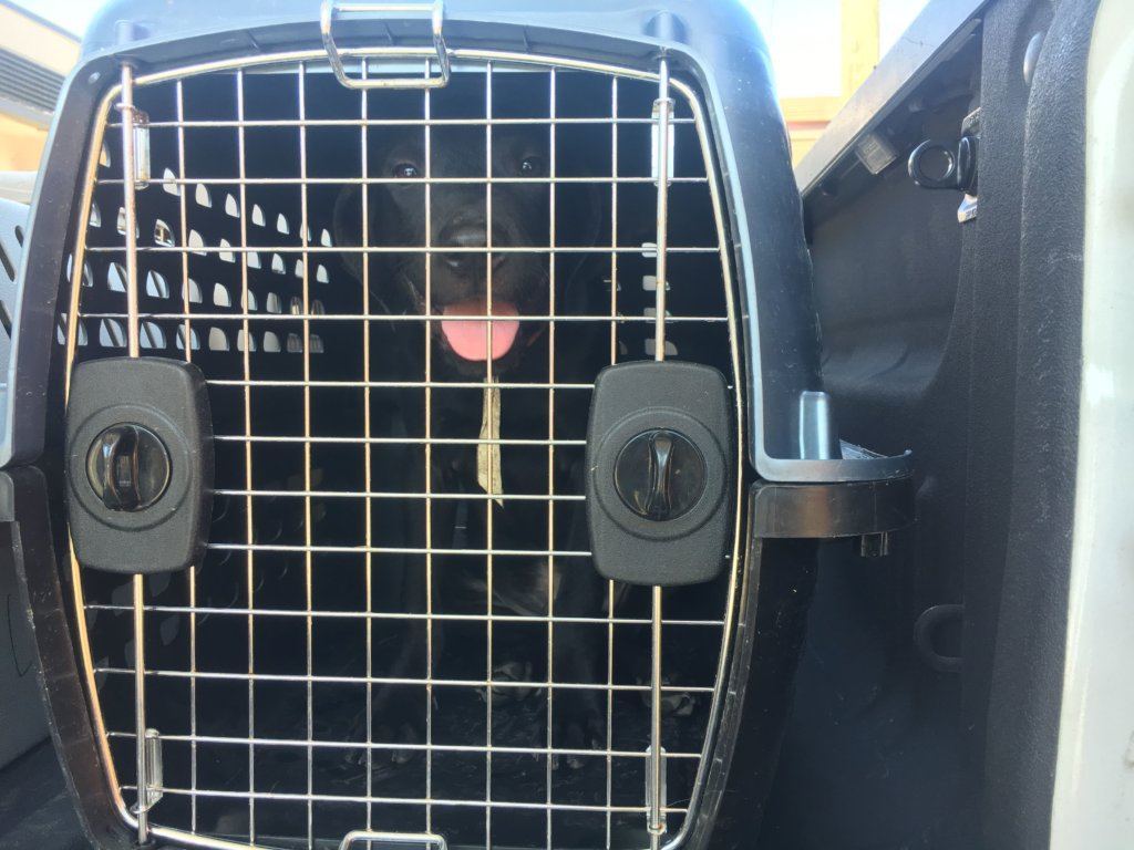 Over 40 cats and dogs arrived in D.C. on Saturday after being evacuated from South Carolina following Hurricane Dorian.