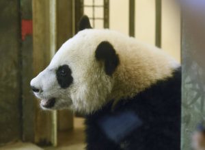 Persistent Panda