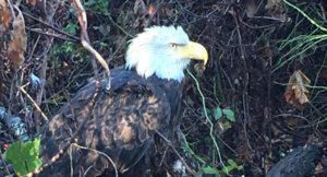 AWLA Eagle Photo